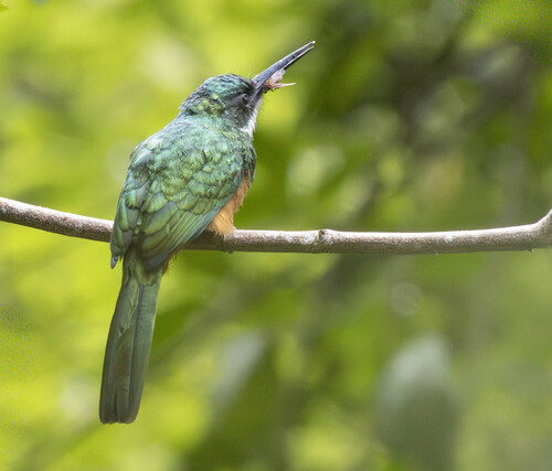 Rufous-tailed Jacamar