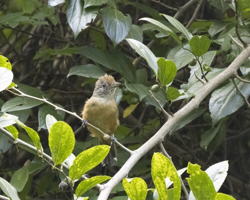 Variable Antshrike