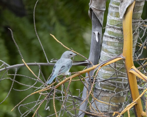 Sayaca Tanager