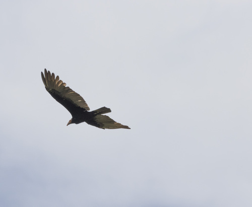 Lesser Yellow-headed Vulture