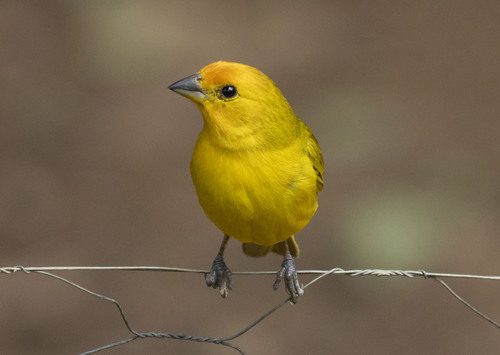 Saffron Finch