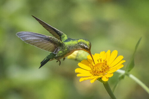 Glittering-bellied Emerald