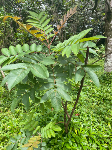 Rhus sandwicensis observed 2026-03-25