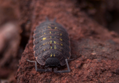 Porcellio monticola