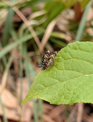 Unknown species found near Blount County, AL, USA