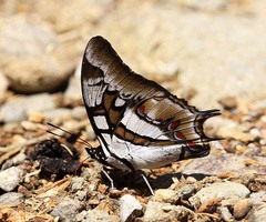 Polyura cognatus