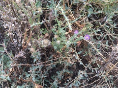 Vittadinia cuneata