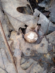 Webbhelix multilineata