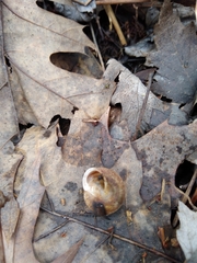 Webbhelix multilineata