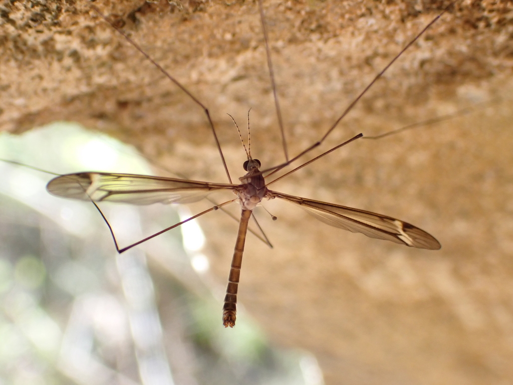 Tipula floridensis