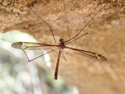 Unknown species found near Liberty County, FL, USA