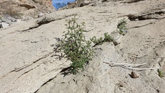 Johnstonella holoptera