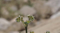 Johnstonella holoptera