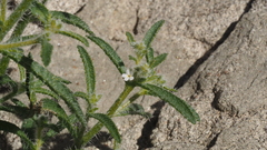 Johnstonella holoptera