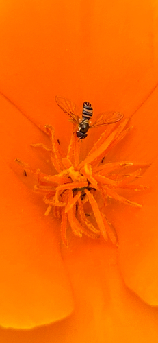 Unknown species found near Ventura County, US-CA, US