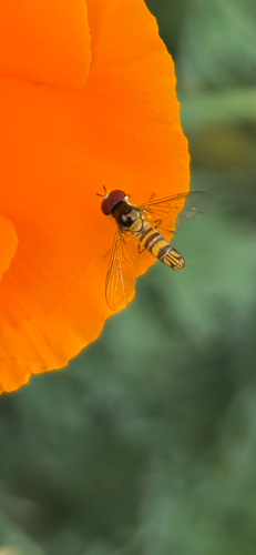 Unknown species found near Ventura County, US-CA, US
