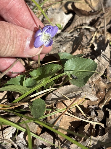 Missouri Violet (Viola missouriensis)