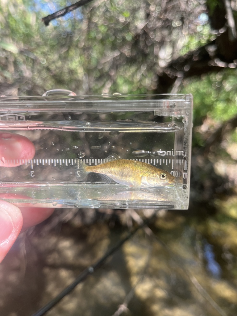 Smallhead stickleback (Gasterosteus microcephalus) — Gasterosteidae