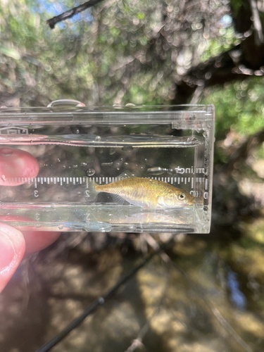 Smallhead stickleback (Gasterosteus microcephalus) — Gasterosteidae