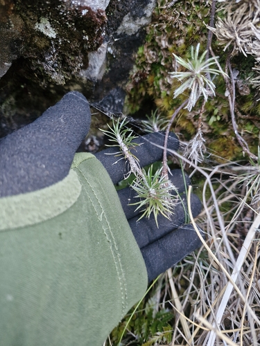 Celmisia laricifolia