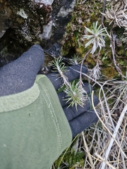 Celmisia laricifolia