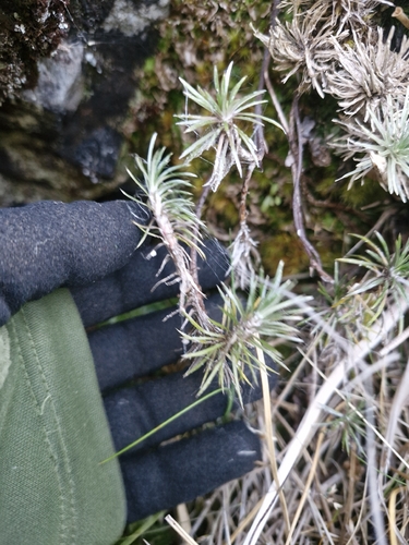 Celmisia laricifolia, photograph 2