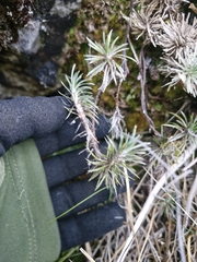 Celmisia laricifolia, photograph (c) Irisa Hudson, some rights reserved (CC BY)