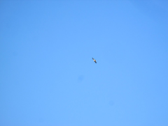 Buteo jamaicensis calurus