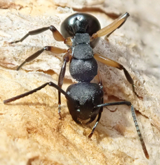 Polyrhachis femorata