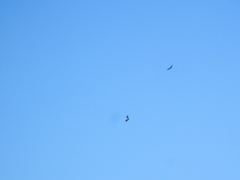 Buteo jamaicensis calurus