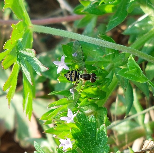 Unknown species found near Pickens County Airport, GA, USA