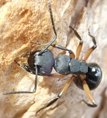 Polyrhachis femorata