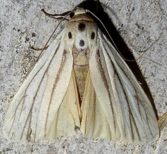 Tigrioides leucanioides