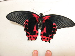 Papilio rumanzovia