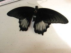 Papilio rumanzovia