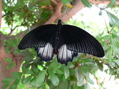 Papilio rumanzovia
