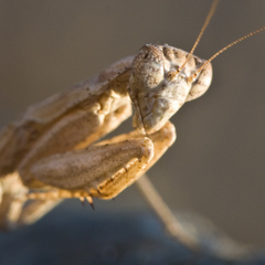 Litaneutria pacifica