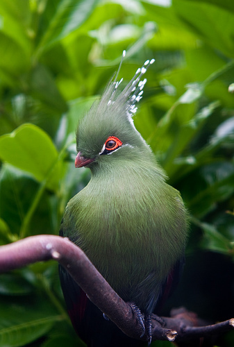 Schalow's Turaco