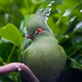 Schalow's Turaco - Photo (c) John Puddephatt, some rights reserved (CC BY-SA)