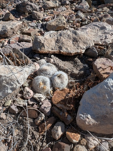 Lace-spine Nipple Cactus (Mammillaria lasiacantha)