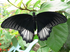 Papilio rumanzovia