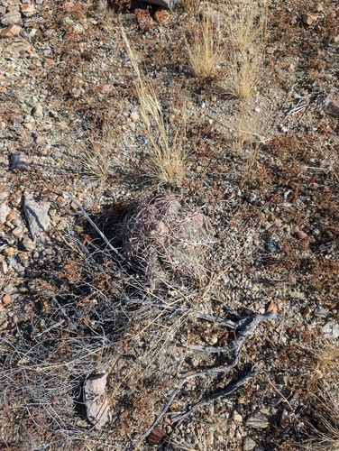 Devilshead (Echinocactus horizonthalonius)