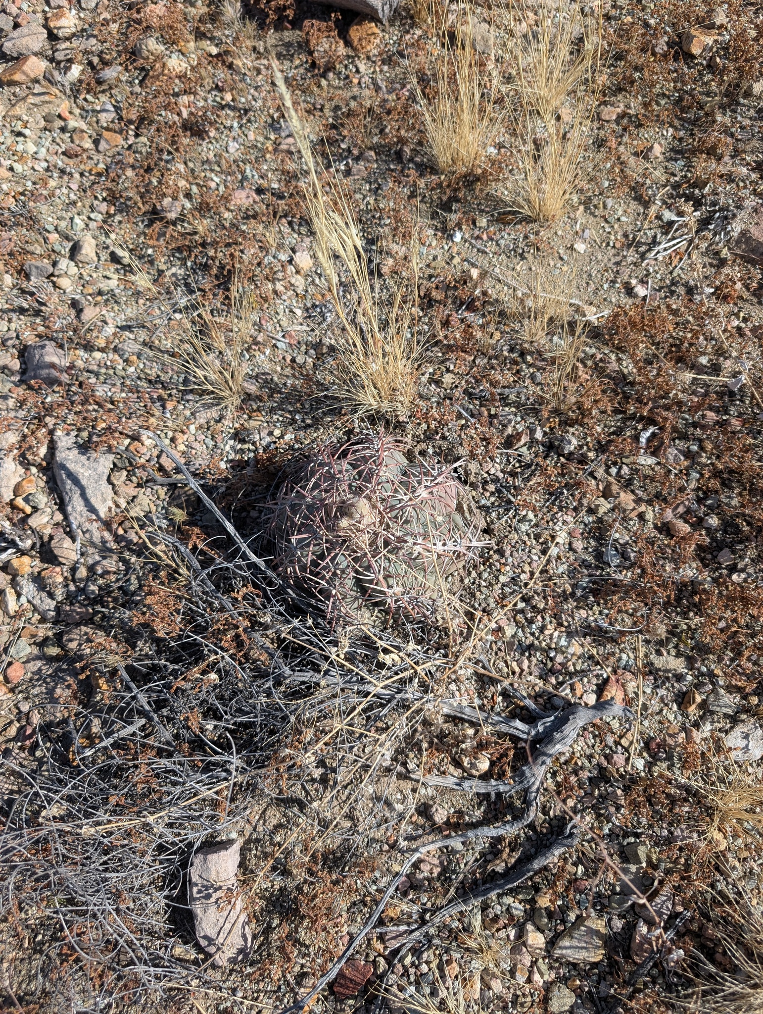 Devilshead (Echinocactus horizonthalonius)