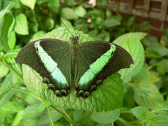 Papilio palinurus