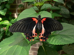 Papilio rumanzovia
