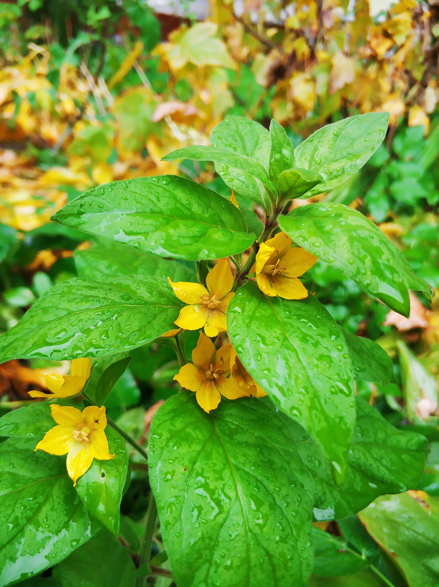 Dotted Loosestrife (Lysimachia punctata)