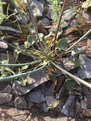 Eriogonum arizonicum