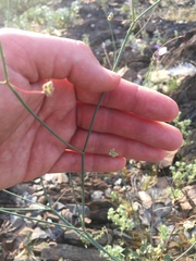 Eriogonum arizonicum