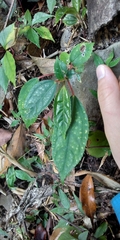 Pilea funkikensis