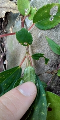 Pilea funkikensis